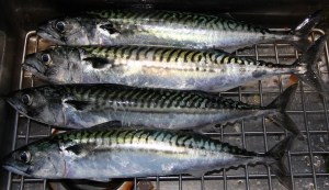 Mackerel Haul